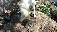 Yavru kedi ile köpeğin dostluğu gülümsetti