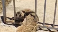 Demir korkuluklara sıkışan köpeği itfaiye ekipleri kurtardı