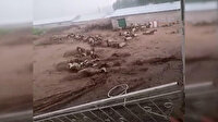 Van'da sel sularına kapılan 74 koyun telef oldu