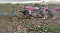 Ağrı'da 3 yavru köpeğin ayaklarını kestiler