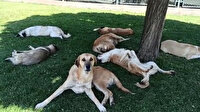 Köpekleri görüntülemek isterken hayatının şokunu yaşadı
