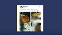 Cumhurbaşkanına hakaretten gözaltına alındığı iddia edilen şahıs hayvan istismarcısı çıktı!