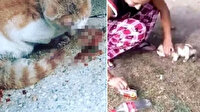 Kediye işkence yapıp sosyal medyada paylaşan Sude Andaş'a büyük tepki