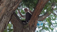 Şairim dedi, yastığıyla çıkıp ağaç üstünde şiir okudu