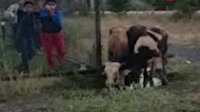 Kayıp hayvanlar halı sahada bulundu