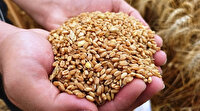 Yerli buğday tohumu ’kirve’ görücüye çıktı
