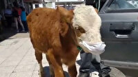 Veterinere götürdüğü buzağısına da maske taktı