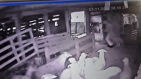 Arnavutköy'de kurbanlık hırsızları kamerada: 7 küçükbaş hayvanı dakikalar içinde çaldılar
