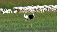 Sultan Sazlığı Milli Parkı'nda siyah flamingo görüldü