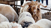 Vekalet yoluyla kurban kesilebilir mi? Kişinin bulunduğu şehir veya ülke dışında vekaletle kurban kestirmesinin hükmü nedir?