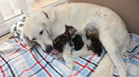 Annesiz kedi yavrularına evin köpeği sahip çıktı