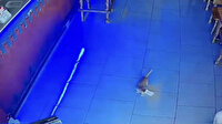 Hırsız kedi kamerada: Kasadan bir tomar para çalarken suçüstü yakalandı