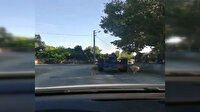 Koyunları traktörün arkasına bağlayarak götürdü: Tepki çeken görüntüler kamerada