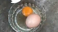 Aydın'da yumurtanın içinden başka bir yumurta daha çıkması görenleri hayrete düşürdü
