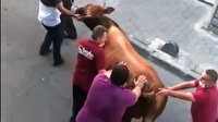 Küçükçekmece'de kurbanlık boğa böyle kaçtı