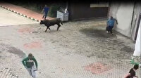 Ahırdan kaçan kurbanlık boğa vatandaşları kovaladı
