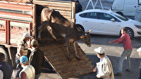 Sivas'ta kurbanlıklar iş makinasıyla kesildi
