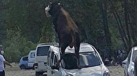 Kurbanlık boğa ürküp park halindeki aracın üstüne çıktı