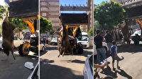 Böylesi sevap değil haram: Danayı kesime ayağından iş makinesine bağlayıp götürdüler