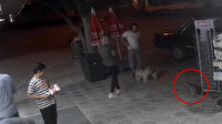 Sokak kedisi önüne çıkan iki köpeğe saldırdı
