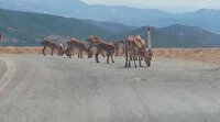 Yola dökülen tuzu yemeye gelen dağ keçileri böyle görüntülendi