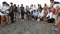 Şoke eden görüntüler: Caretta carettaların sayıları 20 bini bulacak