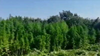 Diyarbakır’da 975 bin kök Hint keneviri ve 176 kilo kubar esrar ele geçirildi