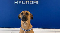 Başıboş köpek Hyundai bayisinde işe başladı: Ekibin en gözde personeli oldu