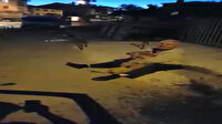 Üç aydır kaybolan köpeğin sahibiyle kavuşma anı duygulandırdı