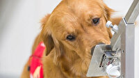 Koronavirüsü tespit eden köpekler altı haftada eğitiliyor: Yüzde 94 başarı sağlıyor