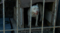 Yasak olmasına rağmen tehlikeli cins köpekleri internetten pazarlıyorlar