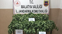 Malatya'da büyük operasyon: 21 bin 500 kök Hint keneviri ele geçirildi