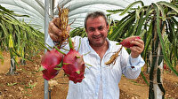 Mersin'de yetiştirilen pitayaya, Arap ülkelerinden yoğun talep ediliyor: Kilosu 25 TL'den alıcı buluyor