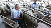 Ezine peynirinin sırrı bu bölgede yetişen hayvanların sütünde gizli: Süt veriminde hayvan başına 120 kilo süt alıyoruz