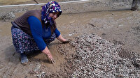 Sel felaketi 1 ton fındığı sularla götürdü