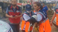 Giresun'da sel bölgesindeki yaralı köpek veterinere götürüldü