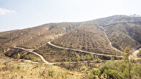 İzmir yanan ormana yeniden kavuşuyor