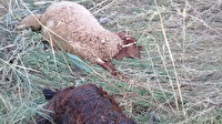 Malatya'da kurtlar çobanların korkulu rüyası oldu: 24 küçükbaş hayvanı telef ettiler