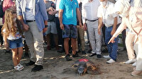 Tedavisi tamamlanan caretta carettalar uydu cihazı takılarak denize bırakıldı
