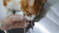 Zonguldak şaşkına çeviren olay: İki metre ip yutan kedi, endoskopi ile kurtarıldı