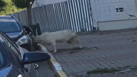 Çekmeköy'de şaşkına çeviren olay: Keçi otomobili defalarca boynuzladı, zarar üç bin lira