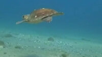 Nesli tükenmekte olan caretta caretta Çanakkale Boğazı’nda görüntülendi