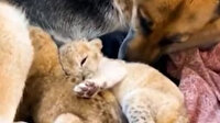 Terk edilen aslan yavrularına köpek annelik yaptı