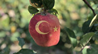 Ay-yıldızlı ayva görenleri şaşkına çeviriyor