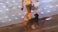 Alkollü Rus turist, önce ATM'yi sonra sokak köpeğini tekmeledi