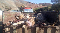 Tunceli'de bir ahıra giren ayılar hayvanların yarısını boğarak yarısını pençeyle öldürdü