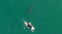 Avusturalyalı sörfçü köpek balığına yem olmaktan son anda kurtuldu