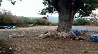 Çanakkale'de ağaç altına sığınan koyunlar yıldırım düşmesi sonucu telef oldu