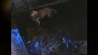 Deniz içerisinde tekneye bağlanan köpek kurtarıldı