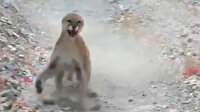 ABD'de koşu yapan gencin peşine puma takıldı: Korku dolu anları böyle görüntüledi